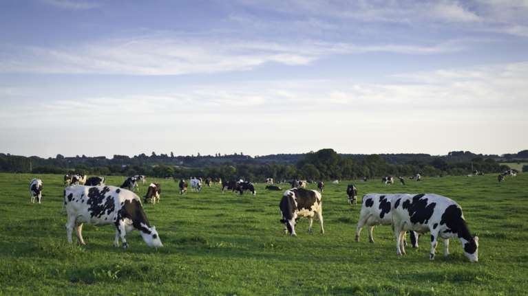 &quot;Χτύπα το κατοστάρικο και λίγα είναι πες του&quot; - Οι διάλογοι του κυκλώματος με τις ψευδείς βεβαιώσεις σφαγής ζώων