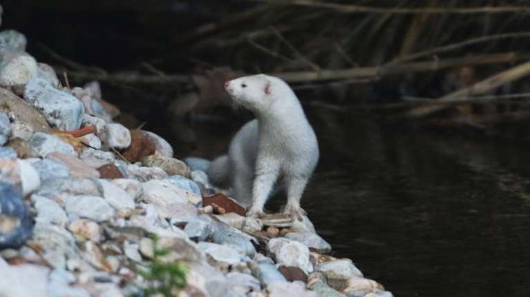 Καστοριά: Μινκ επιτέθηκε σε ηλικιωμένη μέσα στο σπίτι της - Της ακρωτηρίασε το χέρι [βίντεο]