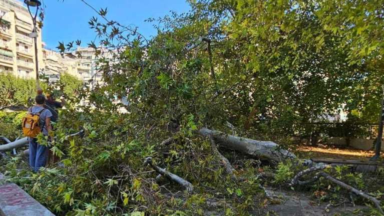 Θεσσαλονίκη: Δέντρο έπεσε πάνω σε άνδρα που καθόταν σε παγκάκι στην πλατεία Ναυαρίνου [εικόνες]