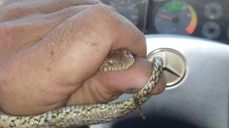 Ανατριχίλα στα Χανιά: Γυναίκα βρήκε φίδι στο κλουβί με τα καναρίνια και κάλεσε την Πυροσβεστική [Εικόνες]