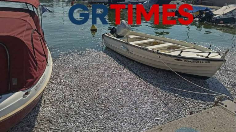 Βόλος: Μεγάλο πλήγμα στον τουρισμό από τα νεκρά ψάρια - Κατέβηκαν 6 γαλάζιες σημαίες από παραλίες της περιοχής [εικόνες - βίντεο]