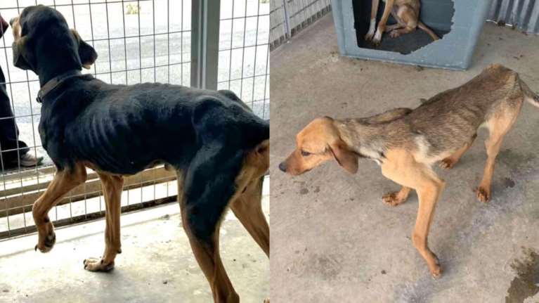 Παρέμβαση εισαγγελέα για το Δημοτικό Κυνοκομείο Τρίπολης, μετά τις καταγγελίες της Εριέττας Κούρκουλου-Λάτση