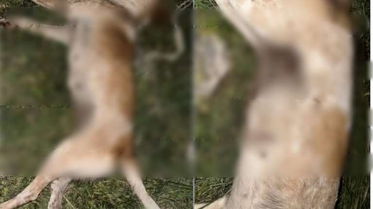 Νεκροψία για να προσδιοριστεί η αιτία θανάτου της σκυλίτσας που βρέθηκε πυροβολημένη στο Βόλο