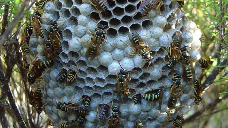 Ηράκλειο: Καθηγητής δέχθηκε επίθεση από σφήκες σε σχολείο – Χρειάστηκε να νοσηλευθεί