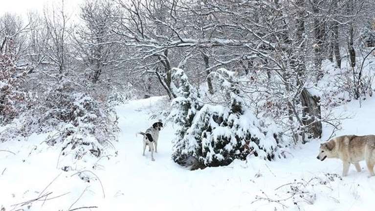 Εκτακτο δελτίο από την ΕΜΥ: Ψυχρή εισβολή και πτώση της θερμοκρασίας από την Κυριακή - Σε ποιες πόλεις θα χιονίσει