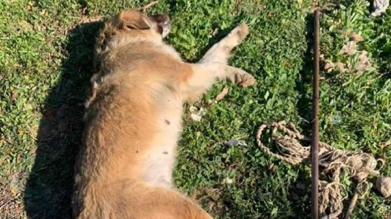 Φρίκη με σκυλίτσα στα Μέγαρα: Κακοποίησαν τη "Μπουμπού" με σιδερένια ράβδο και πέθανε [σκληρές εικόνες]