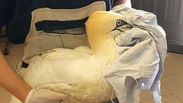 Βρήκαν τραυματισμένη μια &quot;Σούλα&quot; στον Θερμαϊκό: Το μεγαλύτερο θαλασσοπούλι της Ευρώπης [εικόνες]