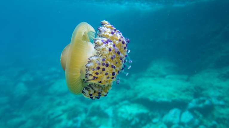 &quot;Καμπανάκι&quot; από θαλάσσιο βιολόγο για τις μέδουσες: Η θάλασσα στα 50 μέτρα είναι μωβ - Οι &quot;επικίνδυνες&quot; περιοχές