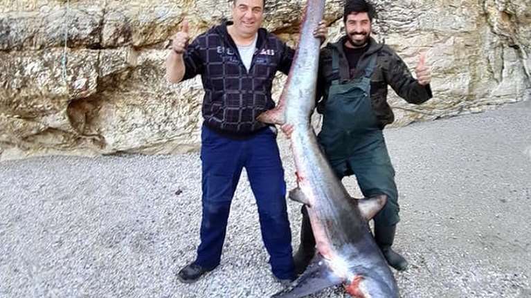 Δεν πίστευαν στα... δίχτυα τους: Ψάρεψαν γαλέο 140 κιλών στο Ανατολικό Πήλιο