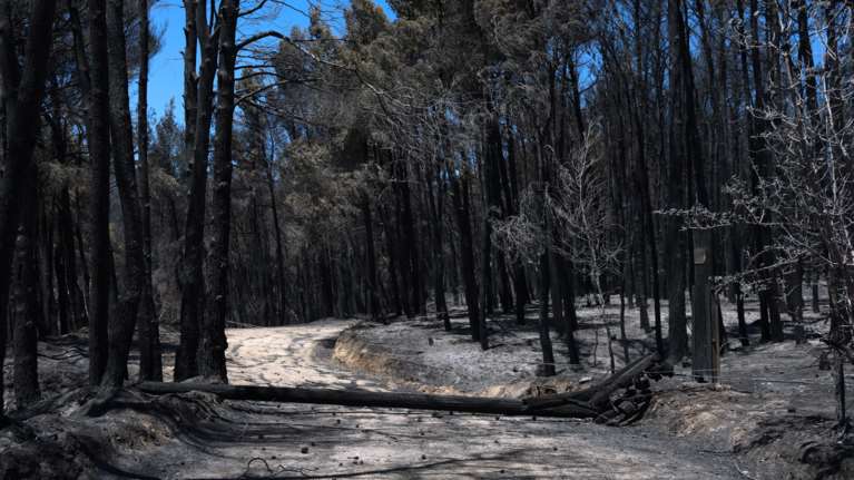 Λέκκας: Επτά φορές πιο πιθανό να υπάρξουν πλημμύρες μετά τις πυρκαγιές