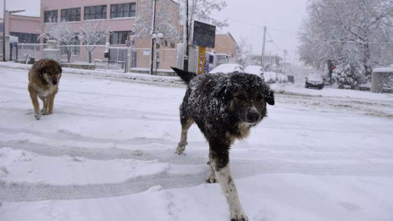 Κλειστά καταστήματα στην Αττική - Τι ισχύει για σούπερ μάρκετ, delivery και φαρμακεία -  Πώς θα λειτουργήσει το Δημόσιο