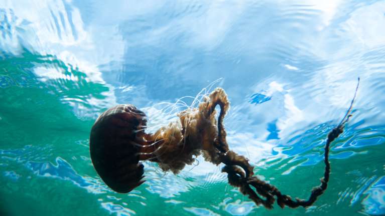Μέδουσες, &quot;έξυπνα&quot; χταπόδια και &quot;άγριοι&quot; καρχαρίες: Το Αρχιπέλαγος ξεκαθαρίζει τι ισχύει στις ελληνικές θάλασσες