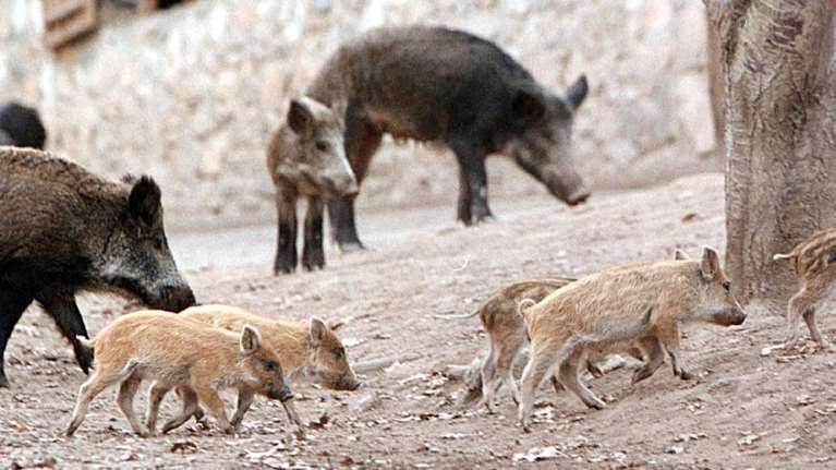 Σάλος για τις επιχειρήσεις θανάτωσης αγριόχοιρων στον Διόνυσο: Γιατί είναι επικίνδυνες για ανθρώπους και ζώα