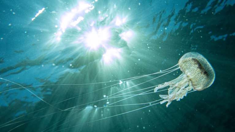 Μωβ μέδουσες: Αυτές είναι οι &quot;επικίνδυνες&quot; παραλίες στην Αττική - Δείτε τον χάρτη με τις υπόλοιπες περιοχές