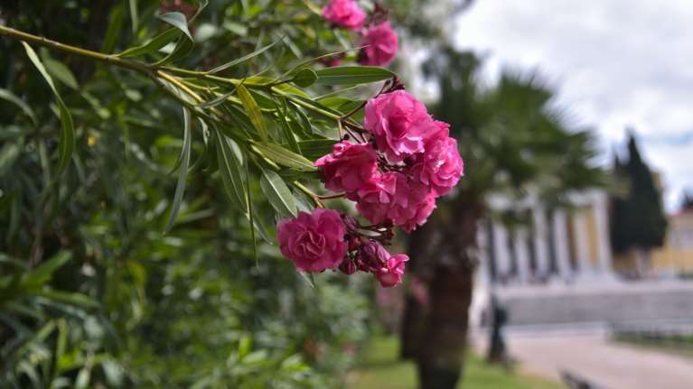 Καιρός: Επιστρέφει η άνοιξη - Στους 20-25 βαθμούς η θερμοκρασία τη Μ. Εβδομάδα