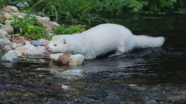 Απίστευτο: Βρέθηκε... μινκ στο ποτάμι του Κηφισού [εικόνες]