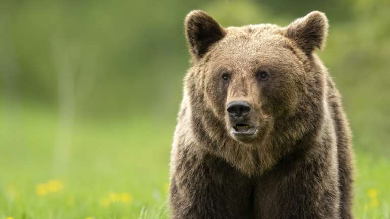 Δράμα: Πώς έγινε η επίθεση της αρκούδας στους δύο ορειβάτες - Άφαντος ο ένας, έπεσε σε γκρεμό 1000 μέτρων [βίντεο]