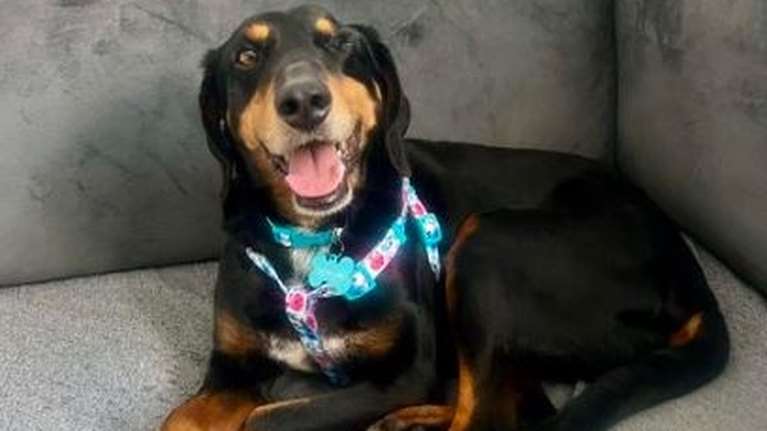 Το καθαρόαιμο... καναπεδόσκυλο της Σταματίνας Σταματάκου με νονά τη Ναταλία Γερμανού