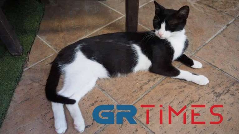 Αιδηψός: Τι απέγινε το γατάκι που είχε κλωτσήσει ο 30χρονος στη θάλασσα, σε ταβέρνα την Πρωτομαγιά [Βίντεο]