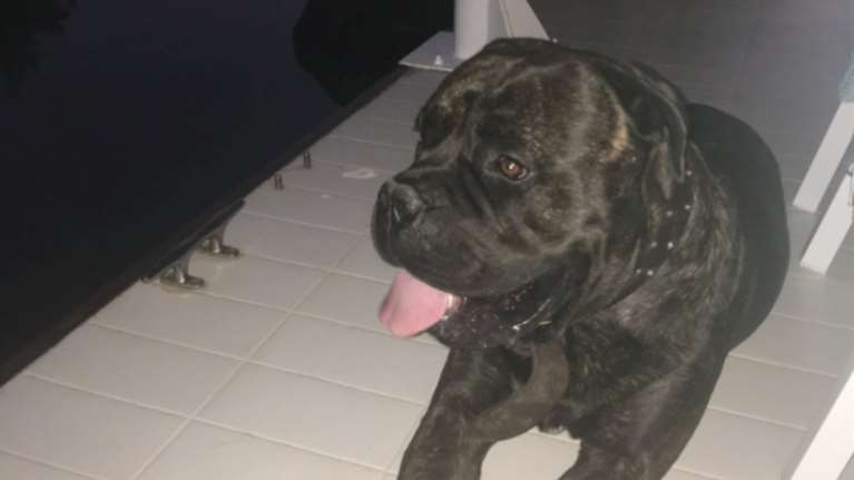 Ο Πάνος Καμμένος αποχαιρετά τον σκύλο του: &quot;Ο γαμ@@… ο καρκίνος παίρνει ό,τι αγαπάμε&quot;