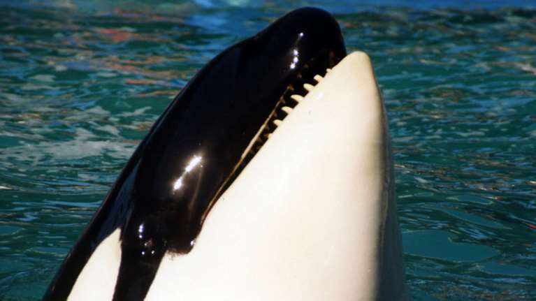 Φάλαινες δολοφόνοι κυνηγούν και κατασπαράζουν λευκό καρχαρία [βίντεο]