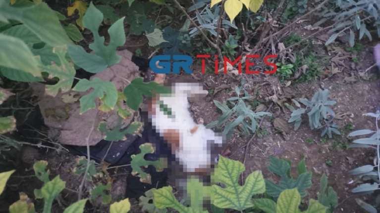 Κτηνωδία στη Θεσσαλονίκη: Δηλητηρίασαν 20 γάτες - Σκληρές εικόνες