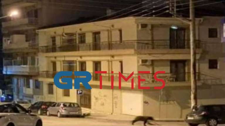 Αρκούδα βγήκε... βόλτα μέσα στη Φλώρινα – Την πήραν στο κυνήγι τα αδέσποτα σκυλιά [βίντεο]