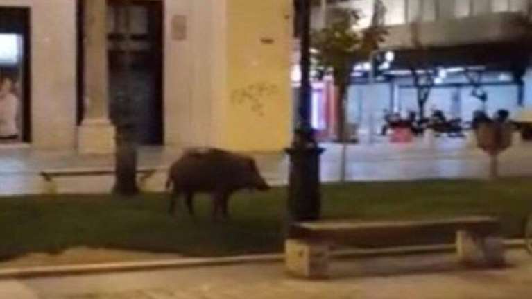 Θεσσαλονίκη: Στα &quot;όπλα&quot; ο δήμος για τα αγριογούρουνα που κόβουν βόλτες στην...Αριστοτέλους [Βίντεο]