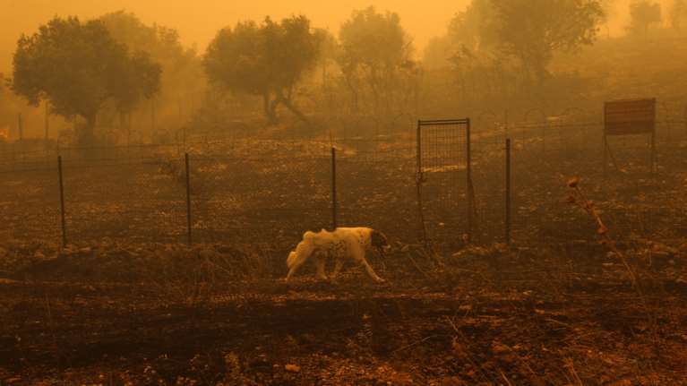 Φωτιά στο Λαγονήσι: Εισαγγελική έρευνα για τα ζώα που κάηκαν στο ιδιωτικό καταφύγιο