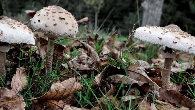 Απίστευτη τραγωδία στη Φλώρινα - Πέθανε ο μαθητής που δηλητηριάστηκε από μανιτάρια