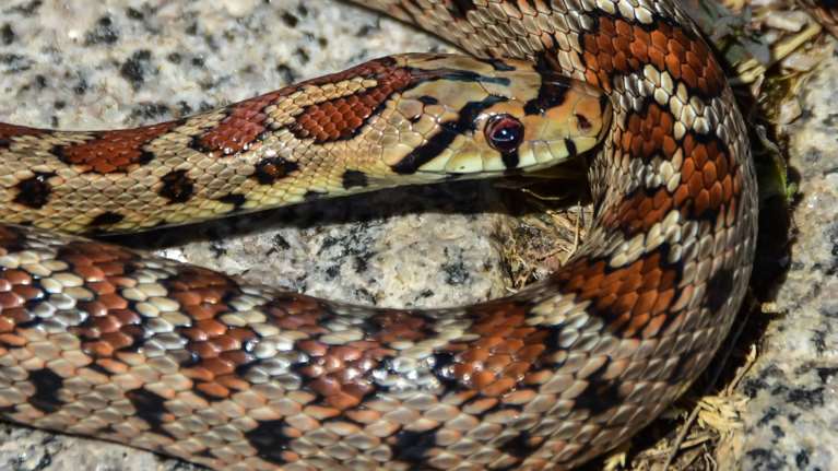 Κρίσιμο το επόμενο 24ωρο για την 39χρονη που τη δάγκωσε οχιά - Πώς μπήκε το φίδι στο σχολείο