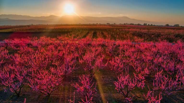 Ροδακινιές Βέροιας: Από τα ασπρόμαυρα πρωτοσέλιδα του &#39;50, στον πολύχρωμο κόσμο των social media [εικόνες]