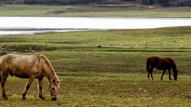 Πρωτοφανής κακοποίηση αλόγων στον Ασπρόπυργο - Εικόνες φρίκης στη δικογραφία με ζώα χωρίς νερό και τροφή