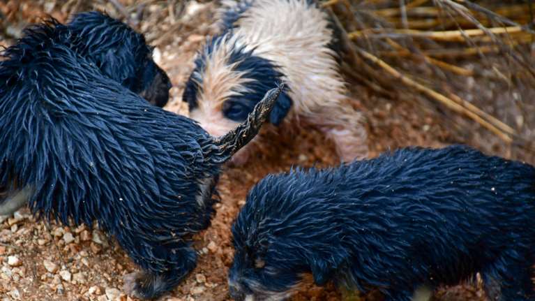 Σέρρες: Δεμένα χωρίς νερό και τροφή 8 σκυλάκια - Πρόστιμο φωτιά στον ιδιοκτήτη τους