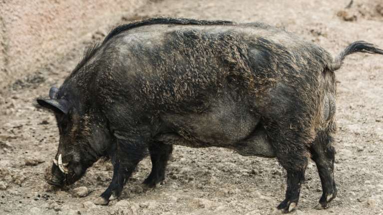 Ελασσόνα: Αυτοκίνητο συγκρούστηκε με κοπάδι αγριογούρουνα [εικόνα]