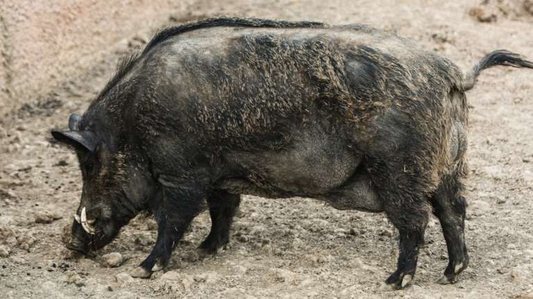 Λάρισα: Επιδρομή αγριογούρουνων σε παράλιο χωριό - Καθημερινές "επιδρομές" σε σπίτια [εικόνα]