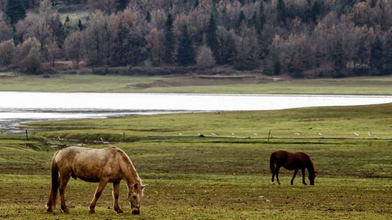 Αποτροπιασμός στη Χαλκίδα: Άλογο βασανίστηκε μέχρι θανάτου - Ήταν δεμένο με αλυσίδα και σχοινί