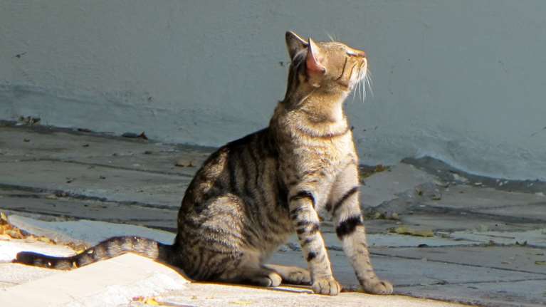 Κορυδαλλός: Αγνωστος πυροβολεί και σκοτώνει γάτες- Οι κάτοικοι τον έχουν επικηρύξει, έβγαλαν αφίσες