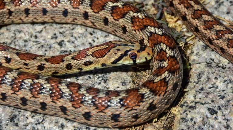 Τρόμος στον Λαγκαδά: Οχιές έκαναν φωλιά μέσα σε νηπιαγωγείο [βίντεο]