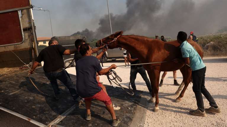 Φωτιά στον Κουβαρά: Εγκλωβισμένα άλογα στον Ιππικό Όμιλο Αναβύσσου - Δραματική επιχείρηση για τη διάσωσή τους [Εικόνες - Βίντεο]