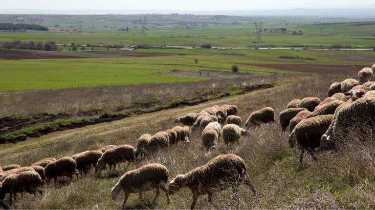 Πράξη αλληλεγγύης στη Λήμνο: Κτηνοτρόφοι χαρίζουν ζώα σε συναδέλφους τους που έχασαν κοπάδια από ευλογιά