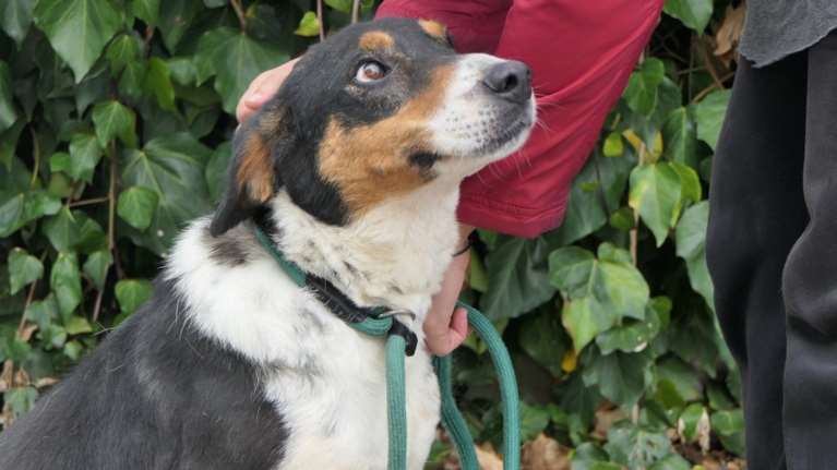 Η Δάφνη είναι από αυτά τα σκυλιά που δυστυχώς δεν τραβάνε το μάτι - Ξέρουμε τι θα πείτε, &quot;μα είναι πανέμορφη&quot;