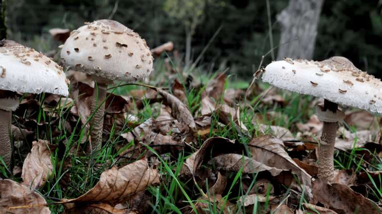 Πώς τα άγρια μανιτάρια μπορούν να προκαλέσουν ηπατική ανεπάρκεια: Τα τέσσερα στάδια της δηλητηρίασης