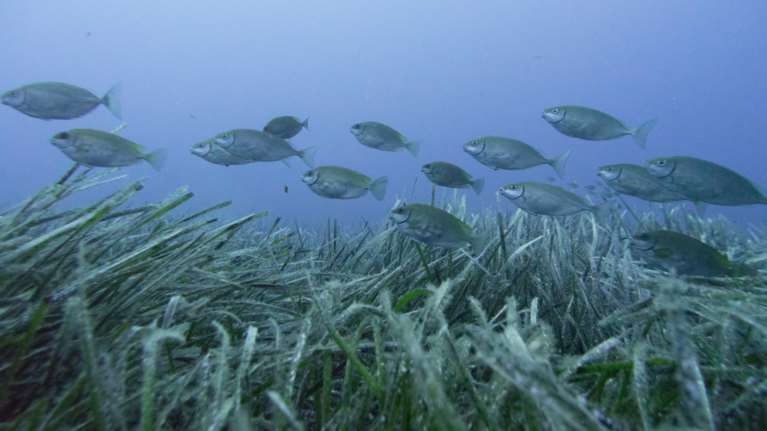 Αυτά είναι τα τέσσερα φονικά ψάρια των ελληνικών θαλασσών [βίντεο]