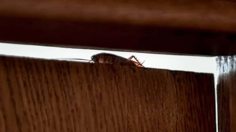 Επιδρομή ιπτάμενων κατσαρίδων στη Λάρισα: Ενα από τα πιο γρήγορα έντομα στον κόσμο - Ο λόγος που αυξήθηκε ο πληθυσμός τους