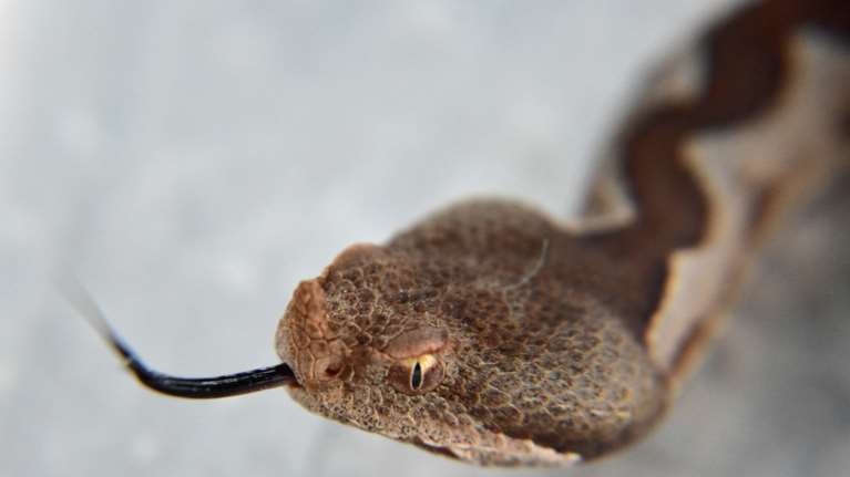 Δάγκωμα κόμπρας: Στη ΜΕΘ ο 30χρονος - &quot;Το αντίδοτο μπορεί να είναι πιο επικίνδυνο κι από το δηλητήριο του φιδιού&quot;