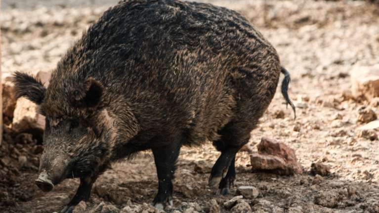 Απίστευτο τροχαίο με αγριογούρουνο στα Τρίκαλα: Τραυματίστηκαν σοβαρά οι δύο επιβάτες