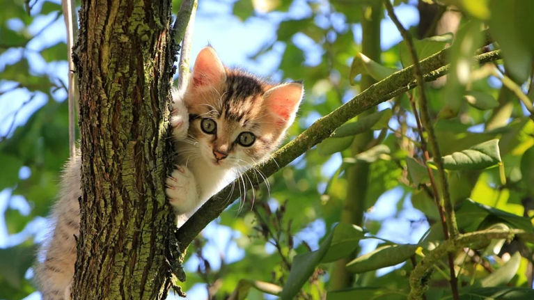 Φρίκη στη Σαλαμίνα: Συνελήφθη 66χρονος που σκότωσε μια γάτα και την τεμάχισε