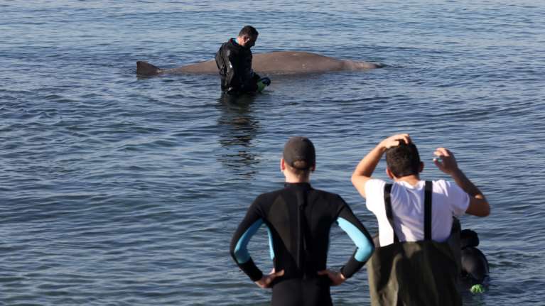 Το Αρχιπέλαγος &quot;καρφώνει&quot; τους &quot;διασώστες&quot; του Ζιφιού: Τον απομάκρυναν για να κινηματογραφήσουν ότι τραγουδάνε στο ζώο