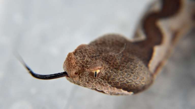 Πανικός σε ταβέρνα στα Τρίκαλα: Φίδι δάγκωσε παιδί 3,5 ετών – Μεταφέρθηκε στο νοσοκομείο